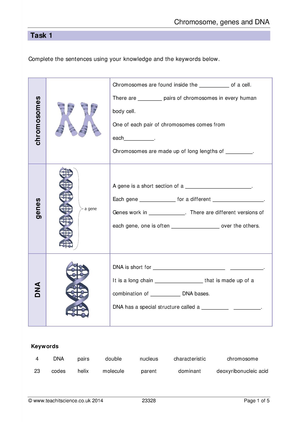 Chromosomes, genes and DNA worksheet with answers For Genetics Worksheet Middle School