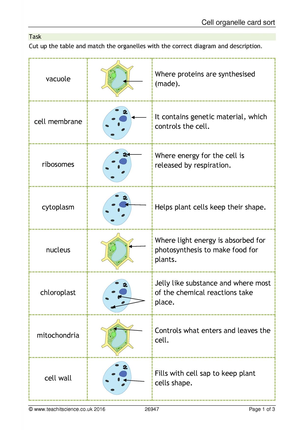 Cell Structures And Organelles Chart Worksheet