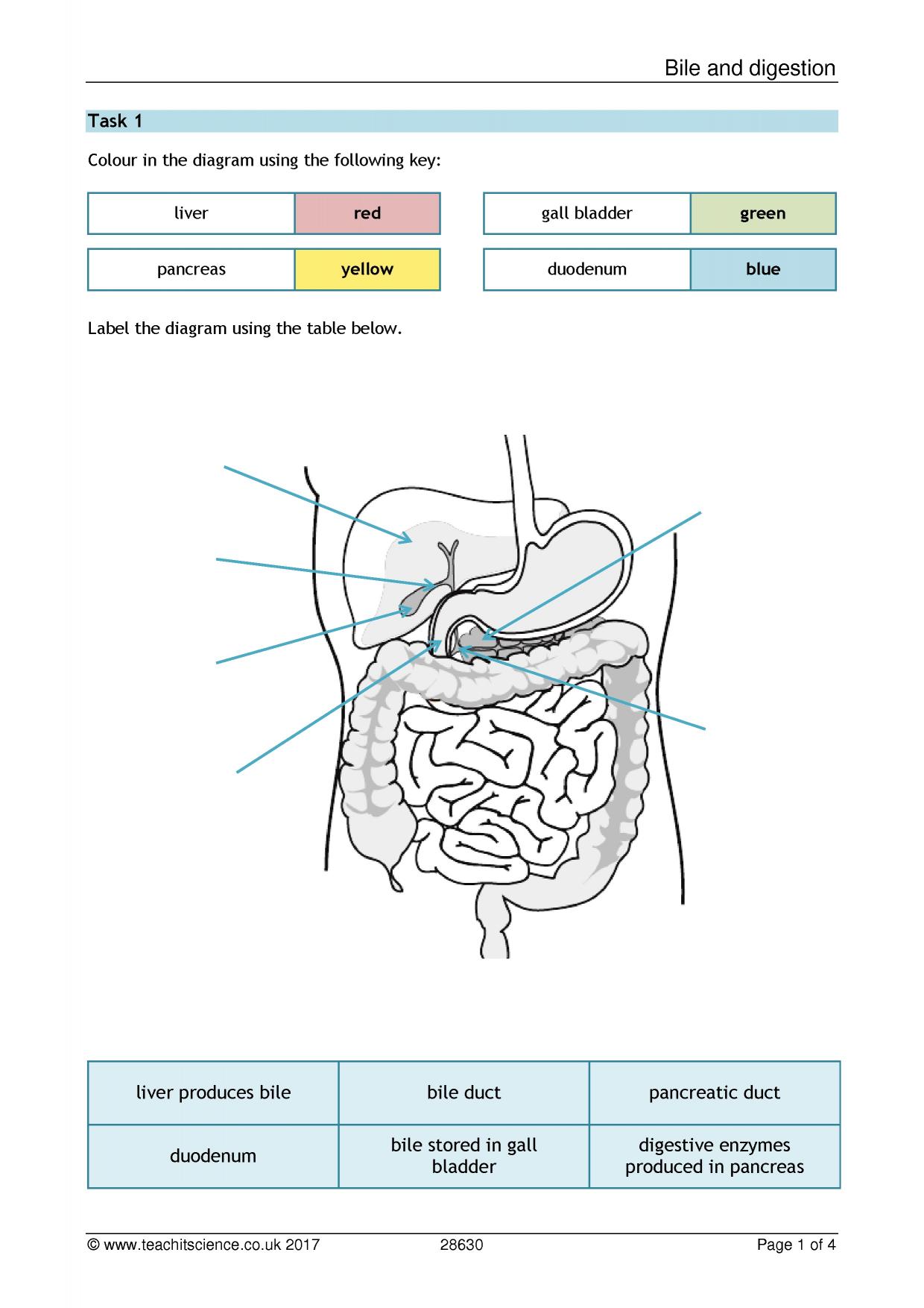 Bile and digestion Pertaining To Digestive System Worksheet Pdf